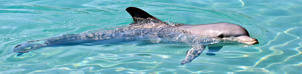 Monkey Mia Hotels & Resorts
