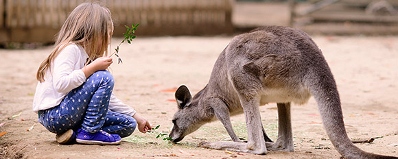 Mit Kindern durch durch das Land der Kängurus und Koalabären
