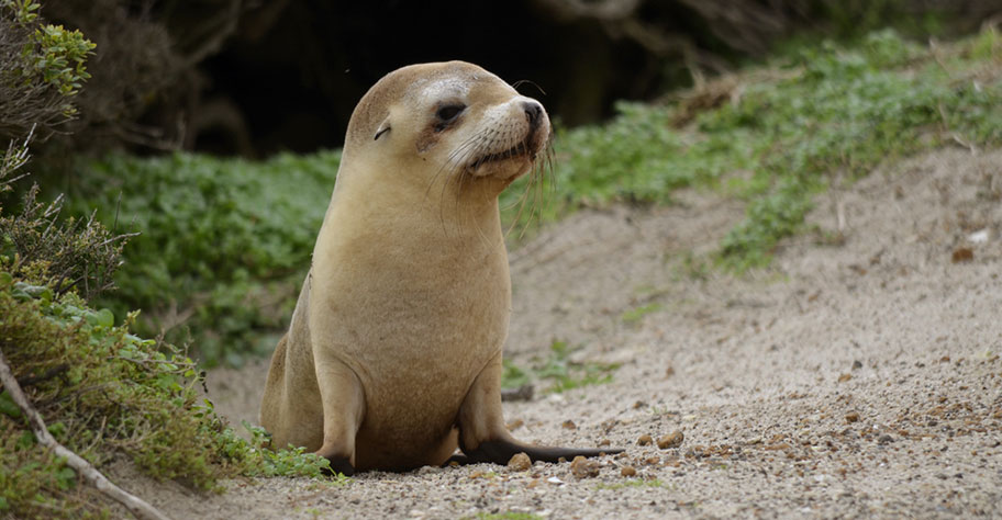 Australien Kinder Seelöwen Penguin Island süss nicht travelhouse