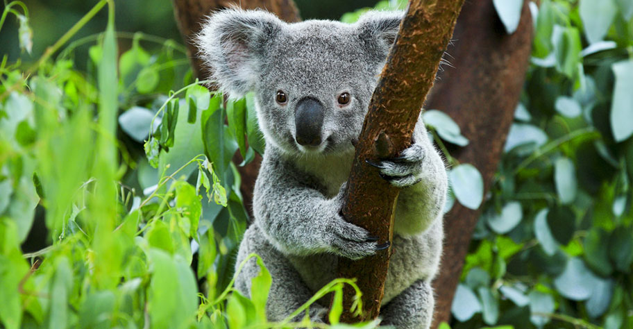 Flitterwochen Australien Koalabären